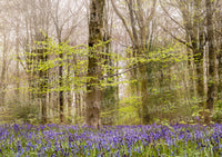 Blue Bell Woods, Purton, by Magic Photo Creations | Gary Boyle