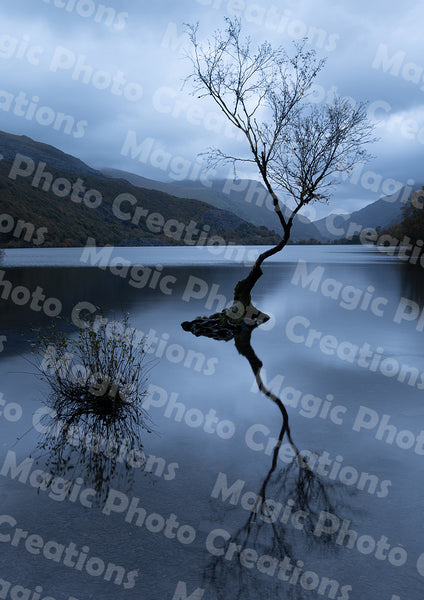 Llanberis Lone Tree, Snowdonia, by Magic Photo Creations | Gary Boyle