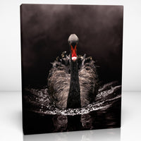 BLACK SWAN Canvas Print Wall Décor