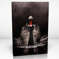 BLACK SWAN Canvas Print Wall Décor