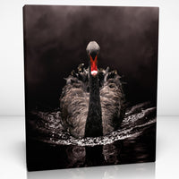 BLACK SWAN Canvas Print Wall Décor