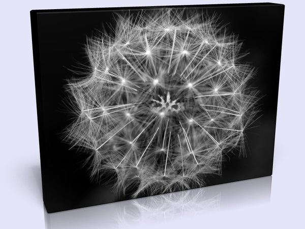 Dandelion Seedhead On A black Background Canvas In 3 Sizes