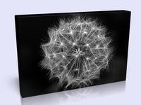 Dandelion Seedhead On A black Background Canvas In 3 Sizes
