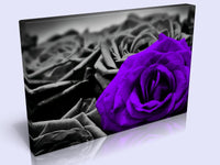 A Lovely Canvas Feature. 7 Colours To Choose From To Suit Any Decor.