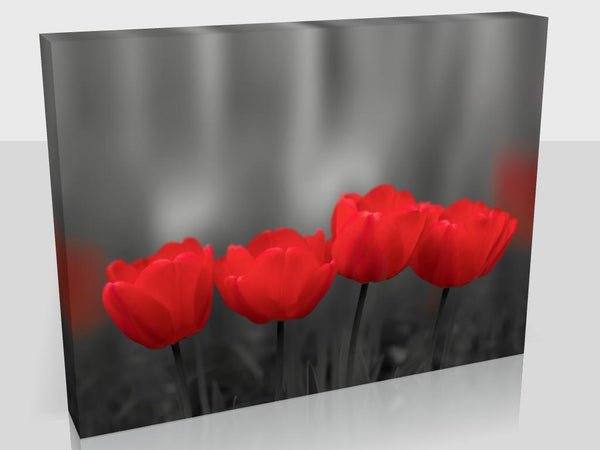 Beautiful Greyscale Red Tulips In Two Sizes