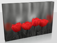 Beautiful Greyscale Red Tulips In Two Sizes