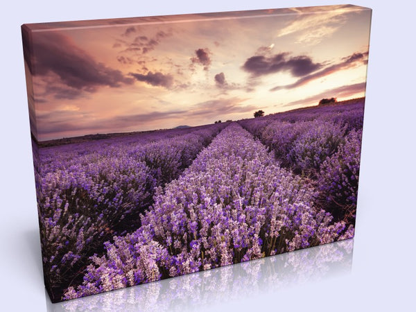Beautiful Lavender Field At Sunset In 3 Sizes