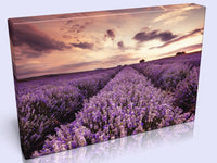 Beautiful Lavender Field At Sunset In 3 Sizes