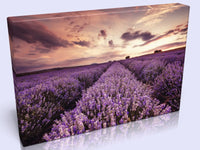 Beautiful Lavender Field At Sunset In 3 Sizes