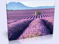 Picturesque Lavender Field In 3 Sizes