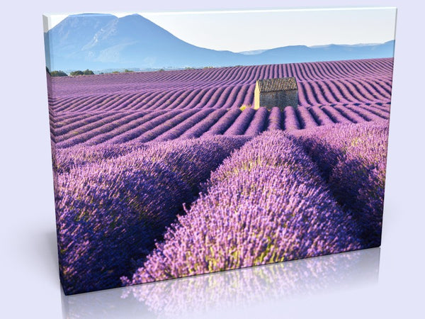 Picturesque Lavender Field In 3 Sizes