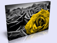 A Lovely Canvas Feature. 7 Colours To Choose From To Suit Any Decor.