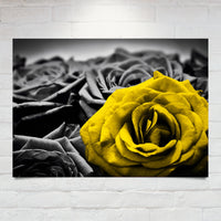 Stunning Rose Poster In Various Colours & Sizes To Suit Most Decor