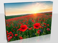 Sunset Poppy Field 16 x 12"