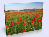 Beautiful Poppy Field Canvas in 3 Sizes