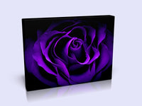 Stunning Purple Rose On Black Background. Available In 3 Sizes