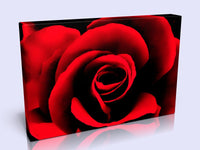 Stunning Bright Red Rose Canvas Wall Art 16x12"