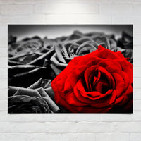 Stunning Rose Poster In Various Colours & Sizes To Suit Most Decor