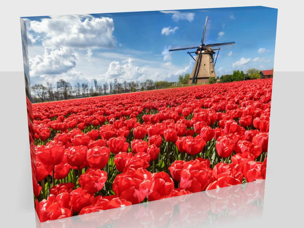 Tulip And Windmill Landscape Available In Two Sizes