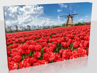 Tulip And Windmill Landscape Available In Two Sizes