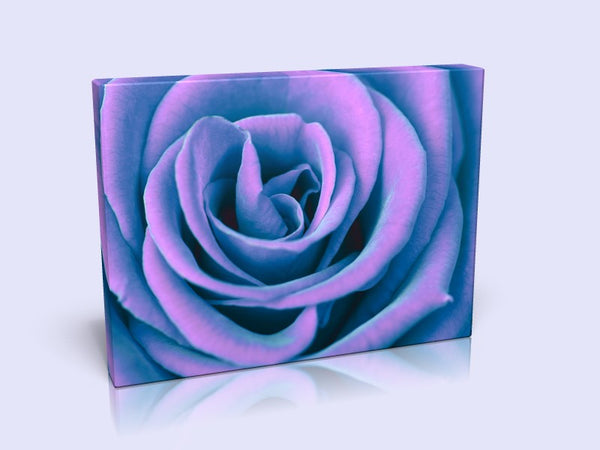 Stunning Violet Saturation Rose Canvas Print In 3 Sizes