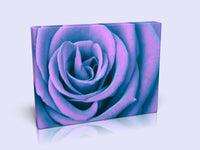 Stunning Violet Saturation Rose Canvas Print In 3 Sizes